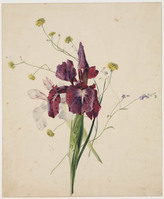 TvB T 238
          <br/>
          Iris
          <br/>
          <em>Os, Georgius Jacobus Johannes van (1782-1861)</em>